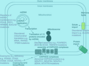 Mitochondrial Disorders Virtual Issue